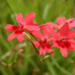 Freesia laxa — photo 4