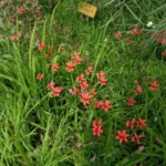 Freesia laxa — photo 5