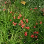 Freesia laxa — photo 5