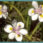 Dietes grandiflora