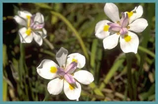 Dietes grandiflora
