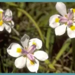 Dietes grandiflora
