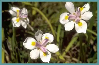Dietes grandiflora
