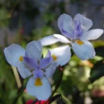 Dietes grandiflora — Iris
