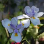 Dietes grandiflora — Iris