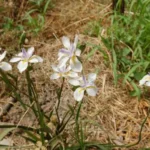 Dietes grandiflora — Dietes