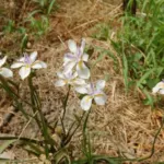 Dietes grandiflora — Dietes