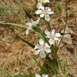Dietes grandiflora — Sud africain