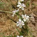 Dietes grandiflora — Sud africain