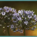 Allium cæruleum