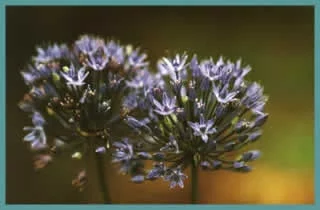 Allium cæruleum