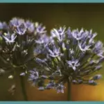 Allium cæruleum