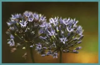 Allium cæruleum