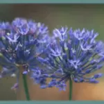 Allium cæruleum — azureum