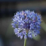 Allium cæruleum — Allium