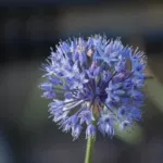 Allium cæruleum — Allium