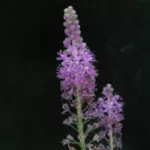 Scilla scilloides
