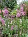 Scilla scilloides — Scilla