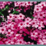 Oxalis articulata f. crassipes
