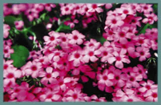 Oxalis articulata f. crassipes