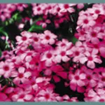 Oxalis articulata f. crassipes