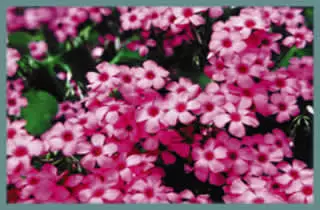 Oxalis articulata f. crassipes