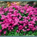 Oxalis articulata f. crassipes — trefle