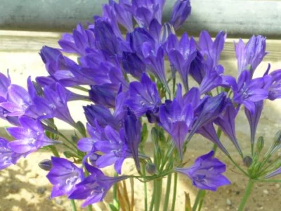 Triteleia laxa