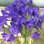 Triteleia laxa