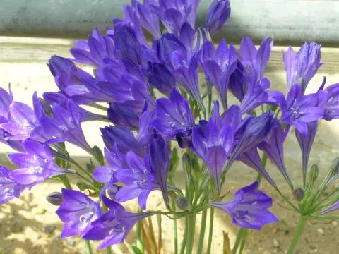 Triteleia laxa