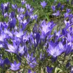 Triteleia laxa — Triteleia