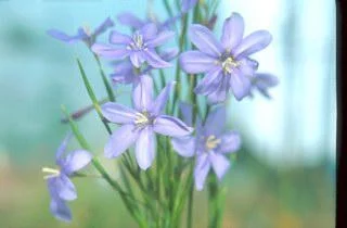 Moraea polyanthos