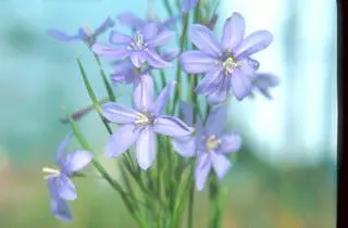 Moraea polyanthos