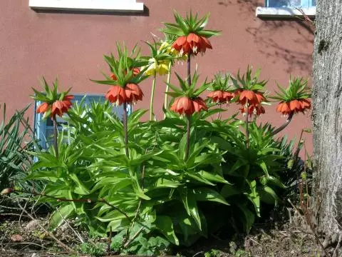 Fritillaria imperialis Rubra