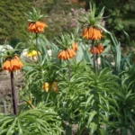 Fritillaria imperialis Rubra — photo 2