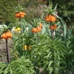 Fritillaria imperialis Rubra — photo 2