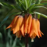 Fritillaria imperialis Rubra — photo 3