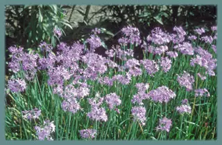 Tulbaghia violacea Silver Lace