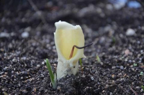 Biarum davisii