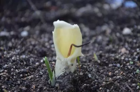 Biarum davisii