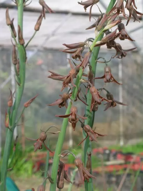 Dipcadi serotinum var. fulvum