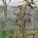 Dipcadi serotinum var. fulvum