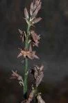 Dipcadi serotinum var. fulvum — Uropetalum