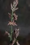 Dipcadi serotinum var. fulvum — Uropetalum