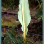 Dracunculus canariensis