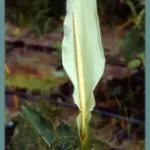 Dracunculus canariensis