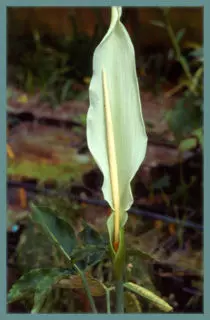 Dracunculus canariensis