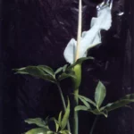 Dracunculus canariensis — Dracunculus