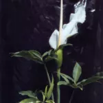 Dracunculus canariensis — Dracunculus