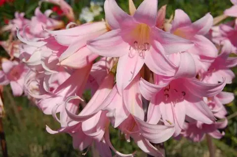 Amaryllis belladonna type